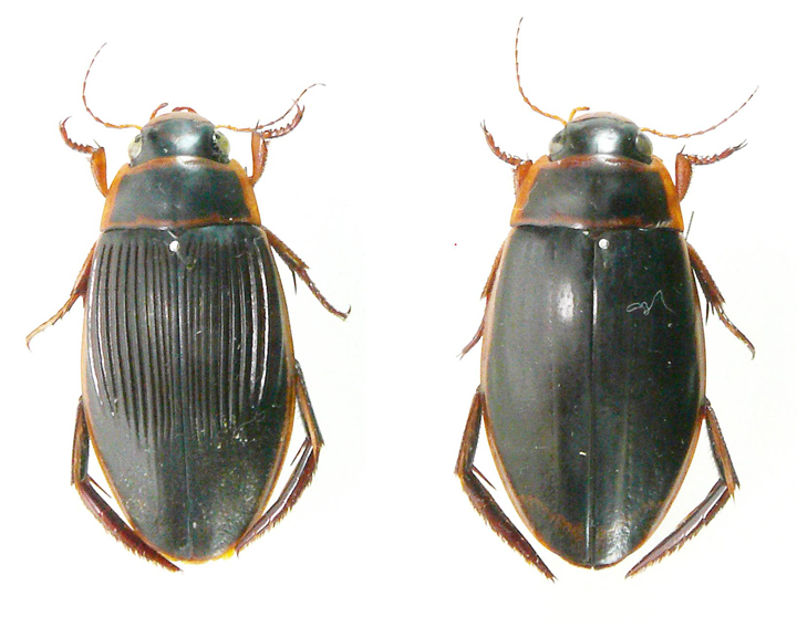 遺伝子解析による未知ゲンゴロウ類の種同定 | 理学部 | 東邦大学