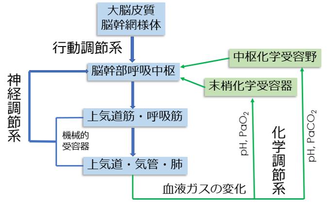 よい呼吸とは？ | とじま内科クリニック｜内科・呼吸器内科｜東京都