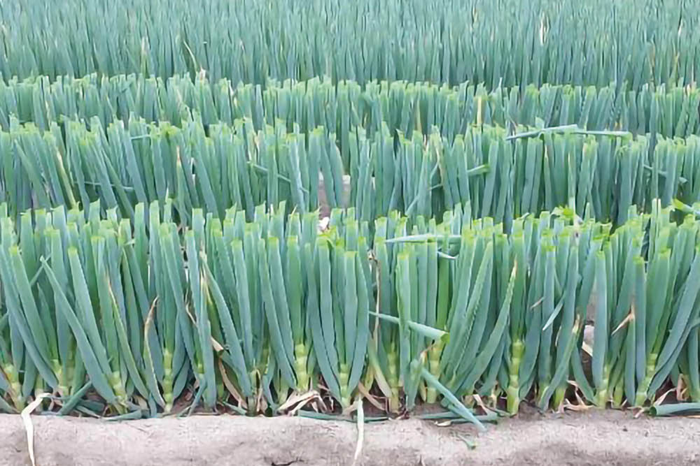 ネギ 【冬月の雫】 夏越し率が高く、夏越し後の回復が早い。低温期には