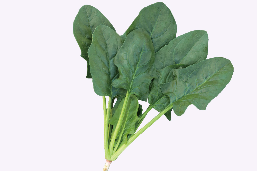 ホウレンソウ 【エクストリーム (TSX-712)】 超立性で作業性良好な秋