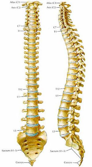 脳神経外科の病気：頚椎症 | 病気の治療 | 徳洲会グループ