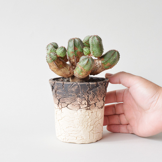 ユーフォルビア・オベサブロウ | 多肉植物・特別な鉢の販売 | トーキー