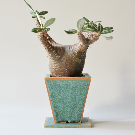 まとめ売り グラキリス エボリスピナ カクチペス まとめ売り