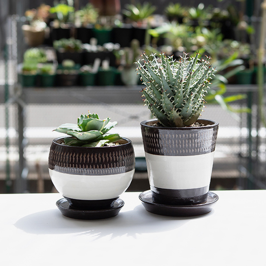 The Book of TOKY | 多肉植物・特別な鉢の販売 | トーキー | TOKY