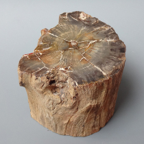 珪化木（Araucaria）｜化石販売・鉱物販売の東京サイエンス