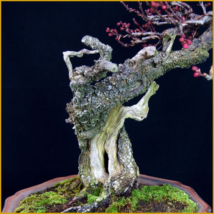 緋梅・斜幹（樹高46cm） - 米谷大蓉園