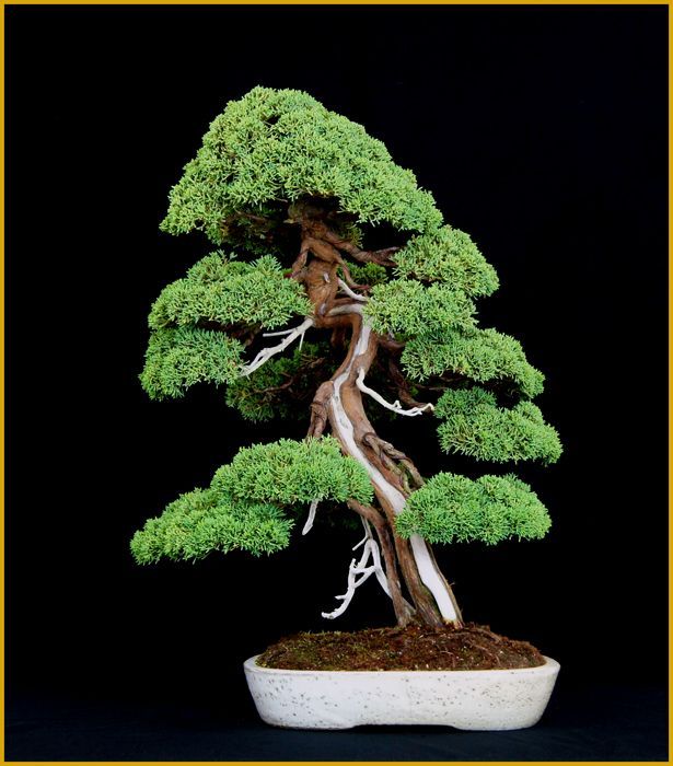 真柏（樹高 64cm）・ヤフオク！終了 - 米谷大蓉園