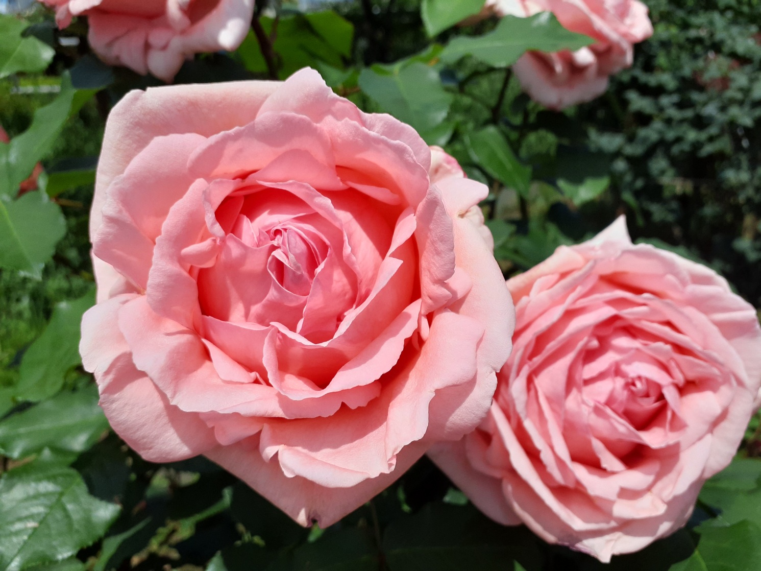 2022.5.11のバラ園の様子 | タカナシ乳業株式会社