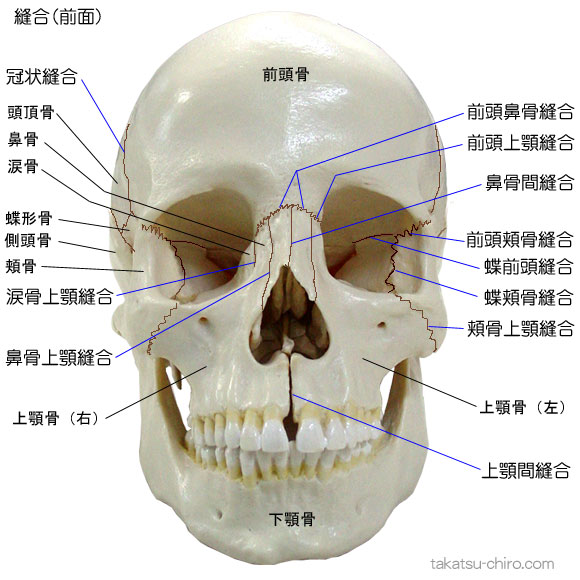 頭蓋骨を構成する骨と縫合｜高津整体院