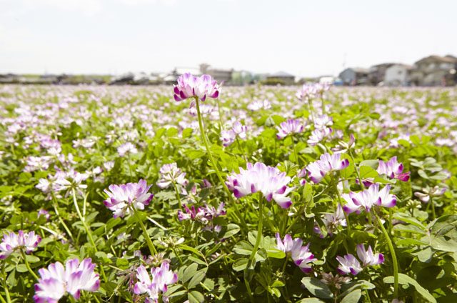 お子様連れも、カップルも、カメラ好きも！パッと広がる花畑が楽しめる