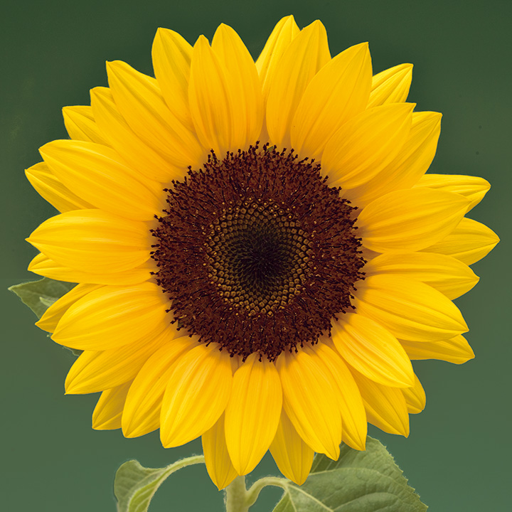 ひまわり ｜ 品種カタログ ｜ 調べる ｜ タキイ種苗株式会社