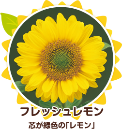 サンリッチひまわり品種紹介 | サンリッチひまわり｜花に関する