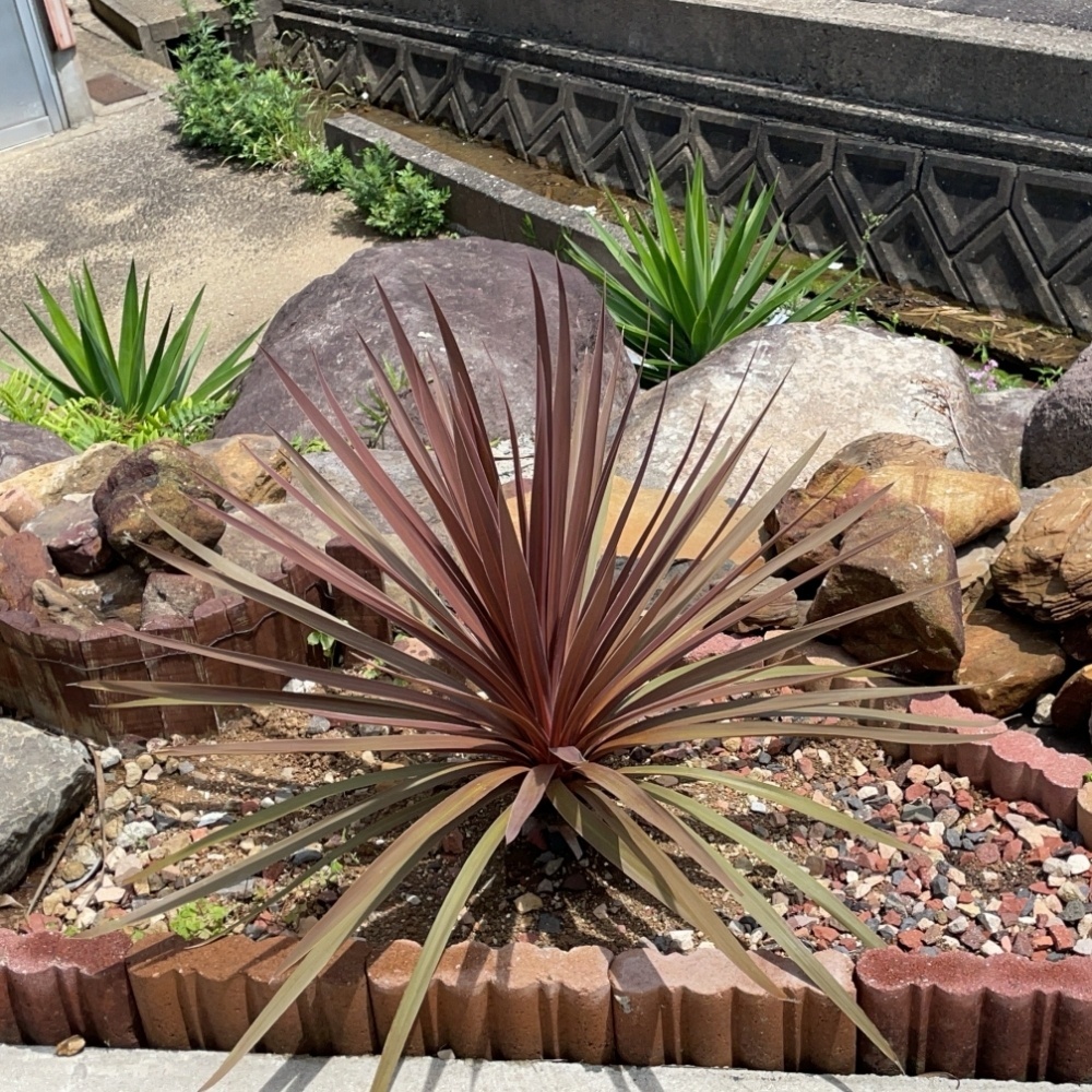 ドライガーデン専用土【20L】マグァンプK配合｜アガベ、ユッカ