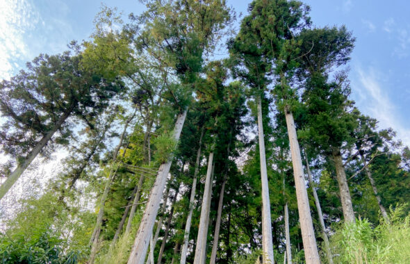 木育から考える森林のこと①〜地域の山を使うメリットとは