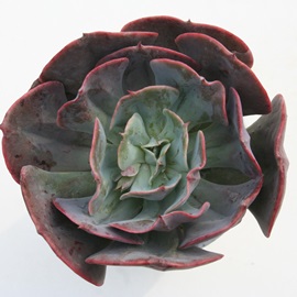 キャッシーズ,エケベリア属,エケベリアのキャッシーズ通販,エケベリア