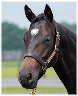 サラブレッドクラブライオン｜アーマインの2018