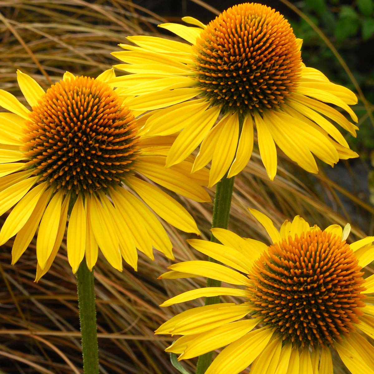 Echinacea 'Maui Sunshine' | TERRA NOVA® Nurseries, Inc.