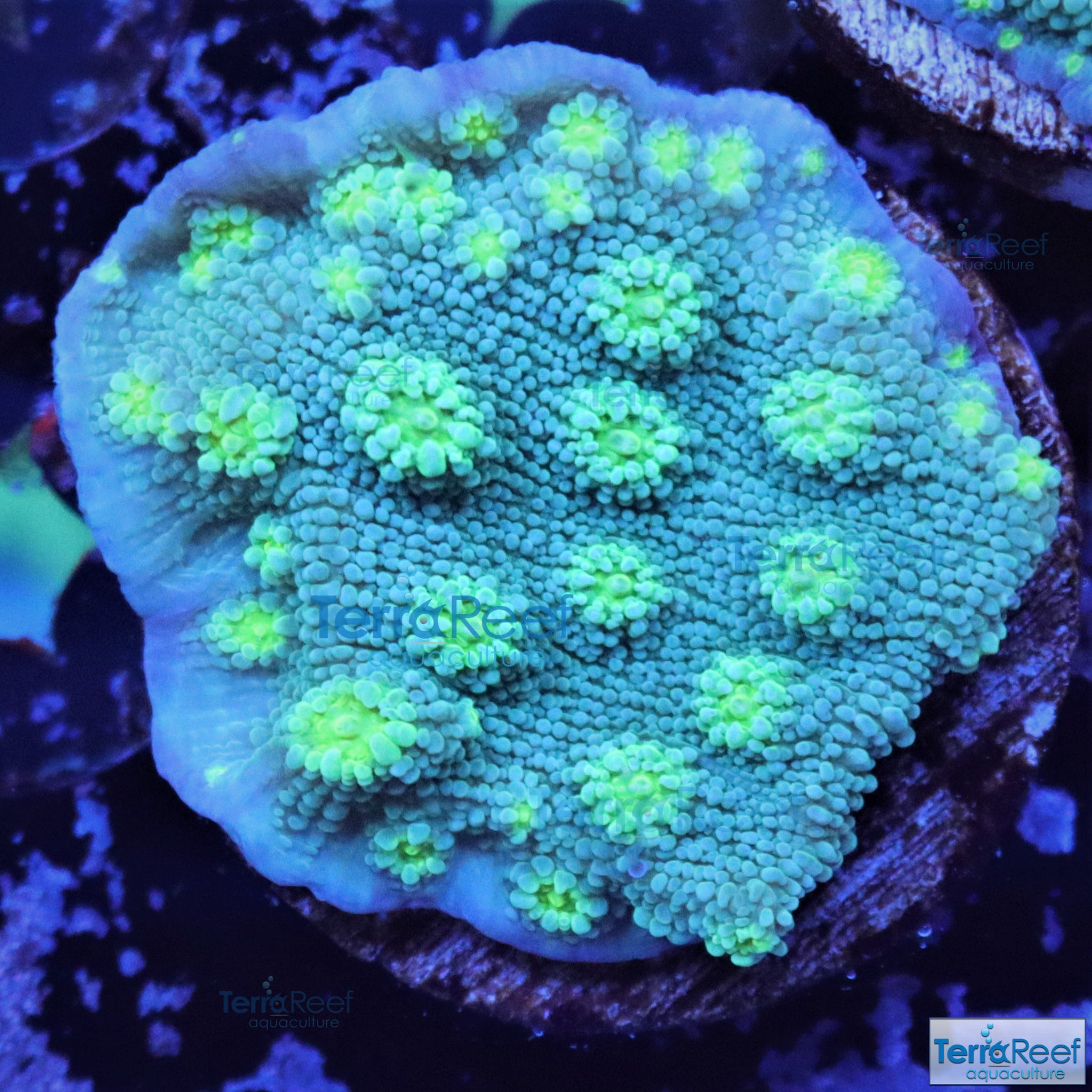Sprung's Stunner Chalice (Echinopora sp.) Frag Stock – TerraReef