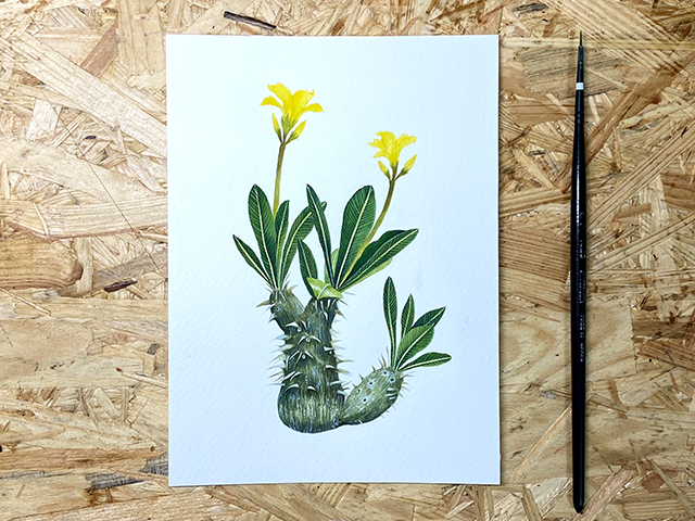 Botanist41ボタニカルアートに込めた植物への思い - NOEVIR BOTANICAL
