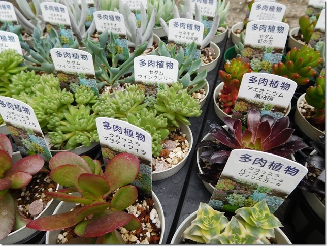 多肉植物BIG即売会、明日から ＼(＾▽＾)／ | ザ・ガーデンの園芸