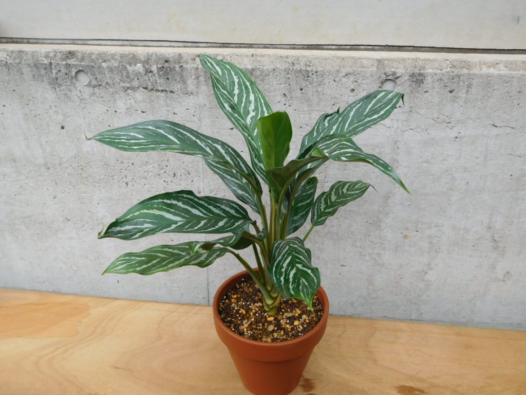 アグラオネマ カーティシー」入荷しました(/・ω・)/ | ザ・ガーデンの