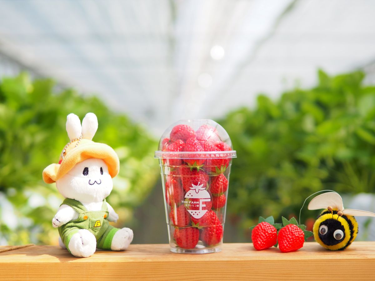 THE FARM 星空いちご園｜平日限定：摘み取りいちご1カップお持ち帰り