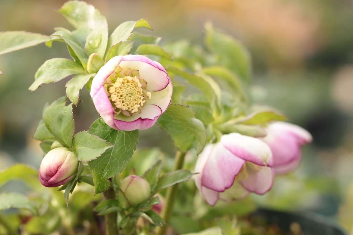 ひとつひとつの違いにこだわり新世代のクリスマスローズを育てる「大木