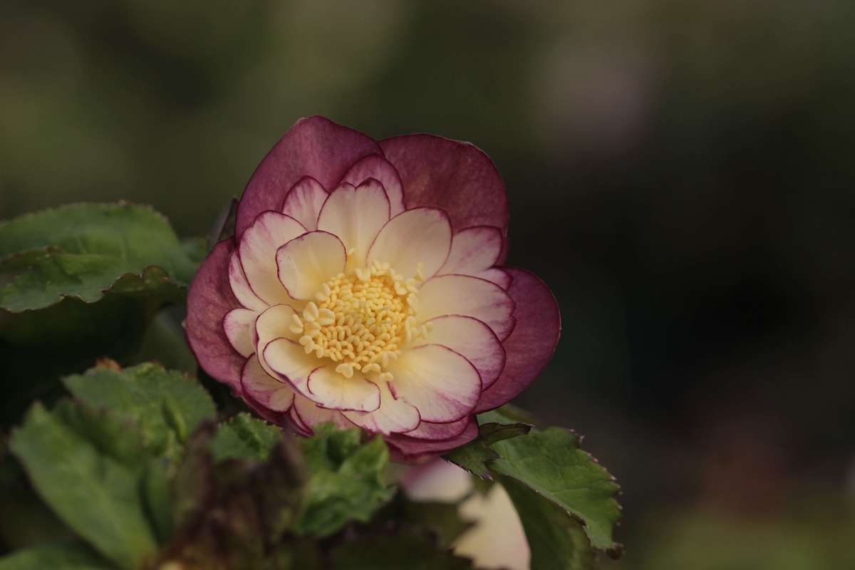 ひとつひとつの違いにこだわり新世代のクリスマスローズを育てる「大木