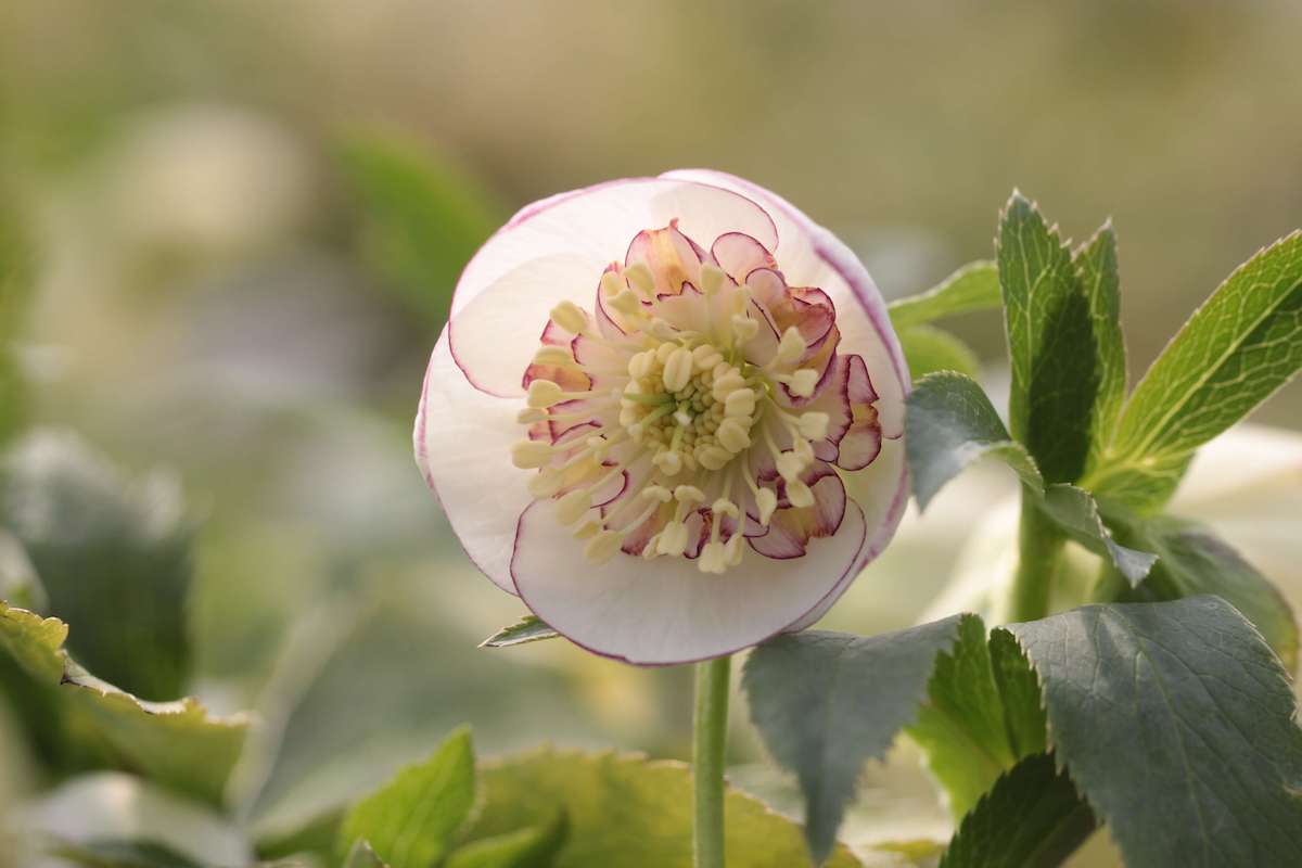 ひとつひとつの違いにこだわり新世代のクリスマスローズを育てる「大木