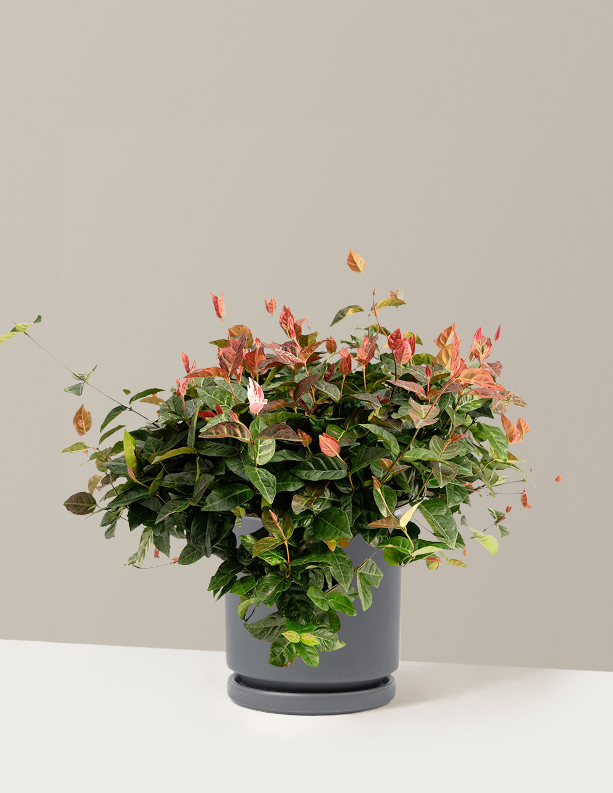 Snow-N-Summer™ Asiatic Jasmine | The Sill