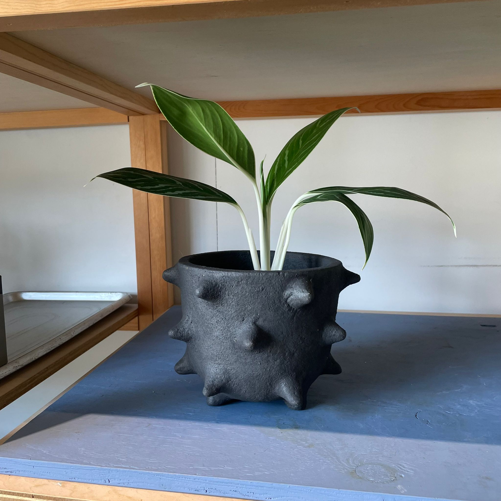 Spike Planter by Buzzby & Fang I 植木鉢 I プラントソサエティ