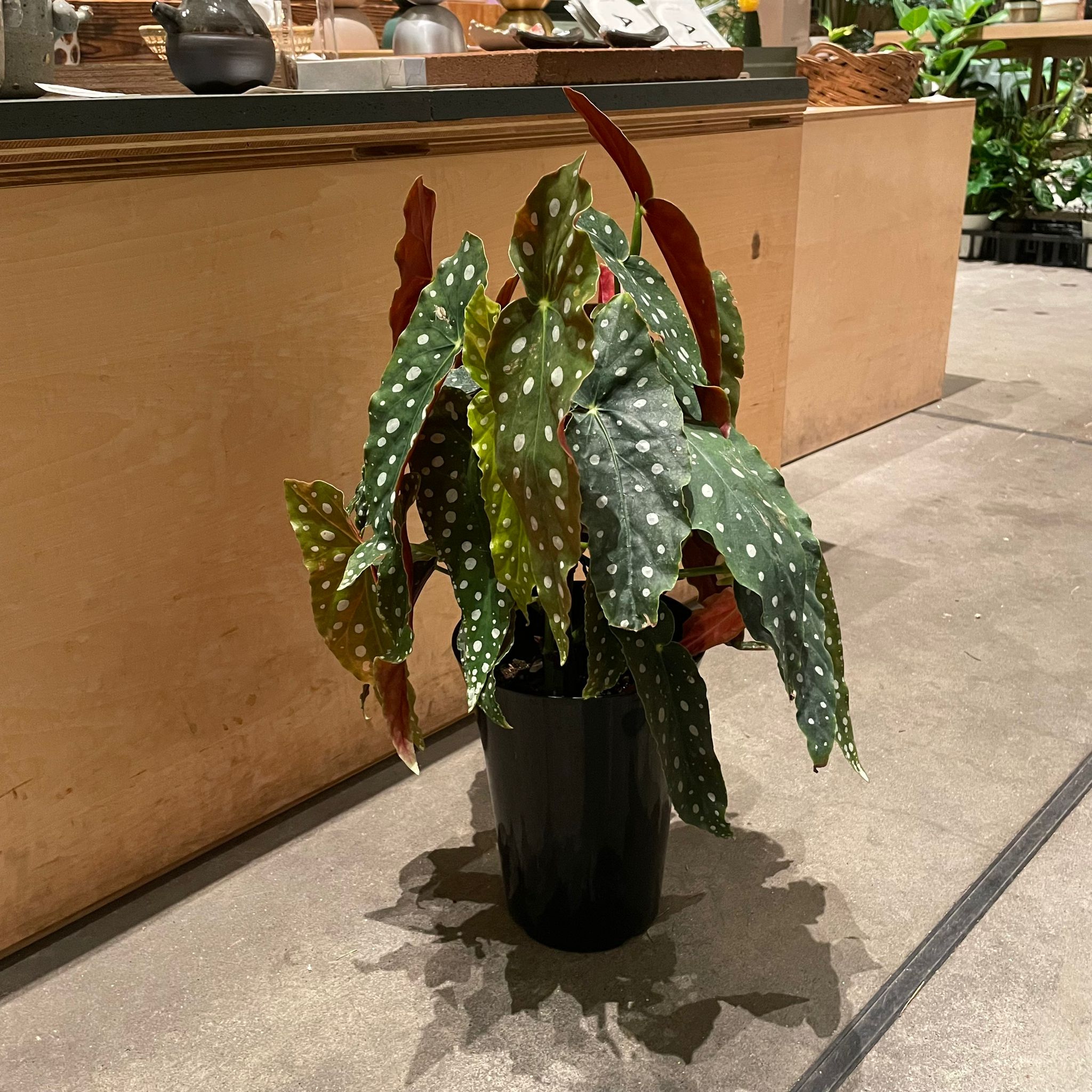 ベゴニア マクラータ I インドアプランツ I プラントソサエティ