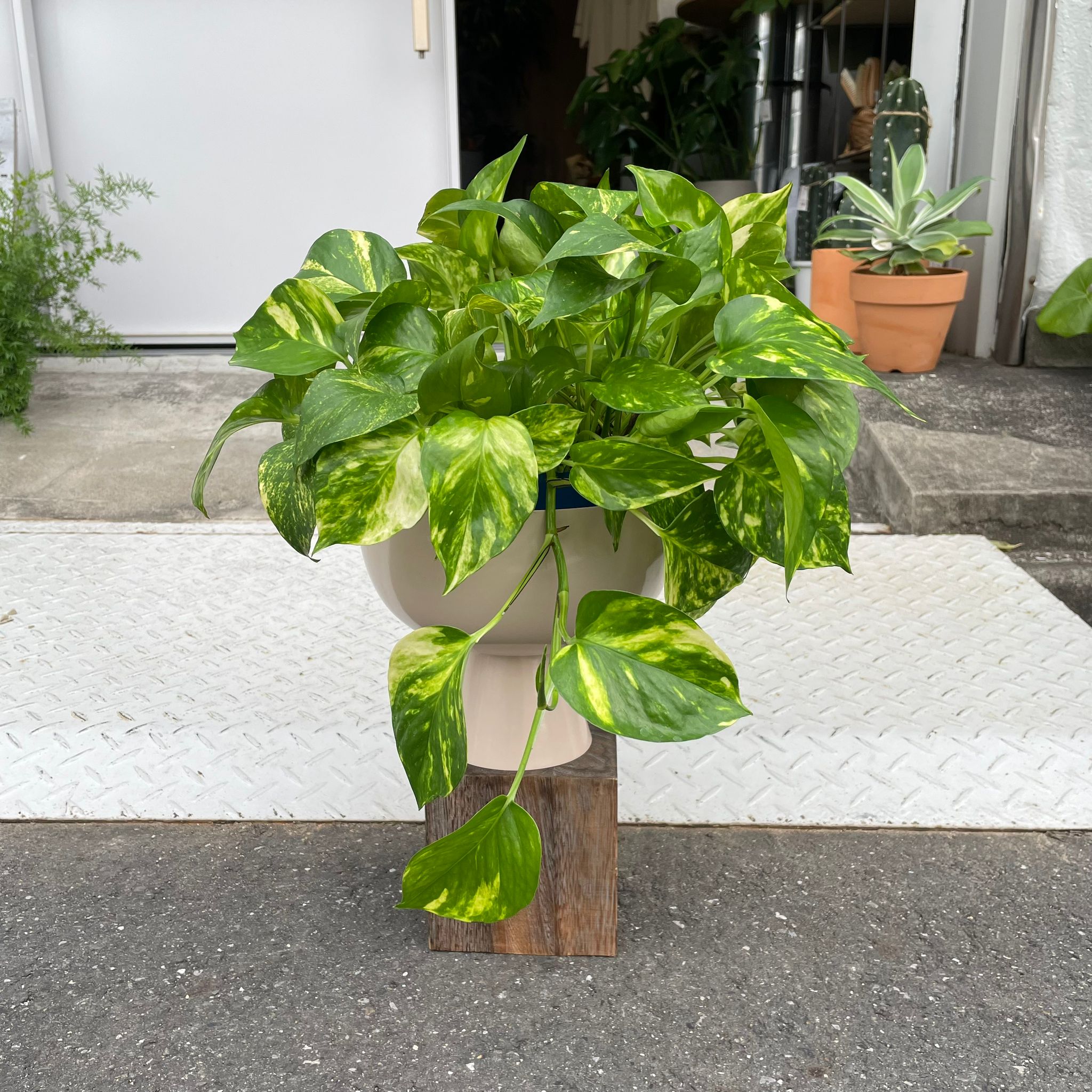 The_Plant_Society_924.jpg?v=