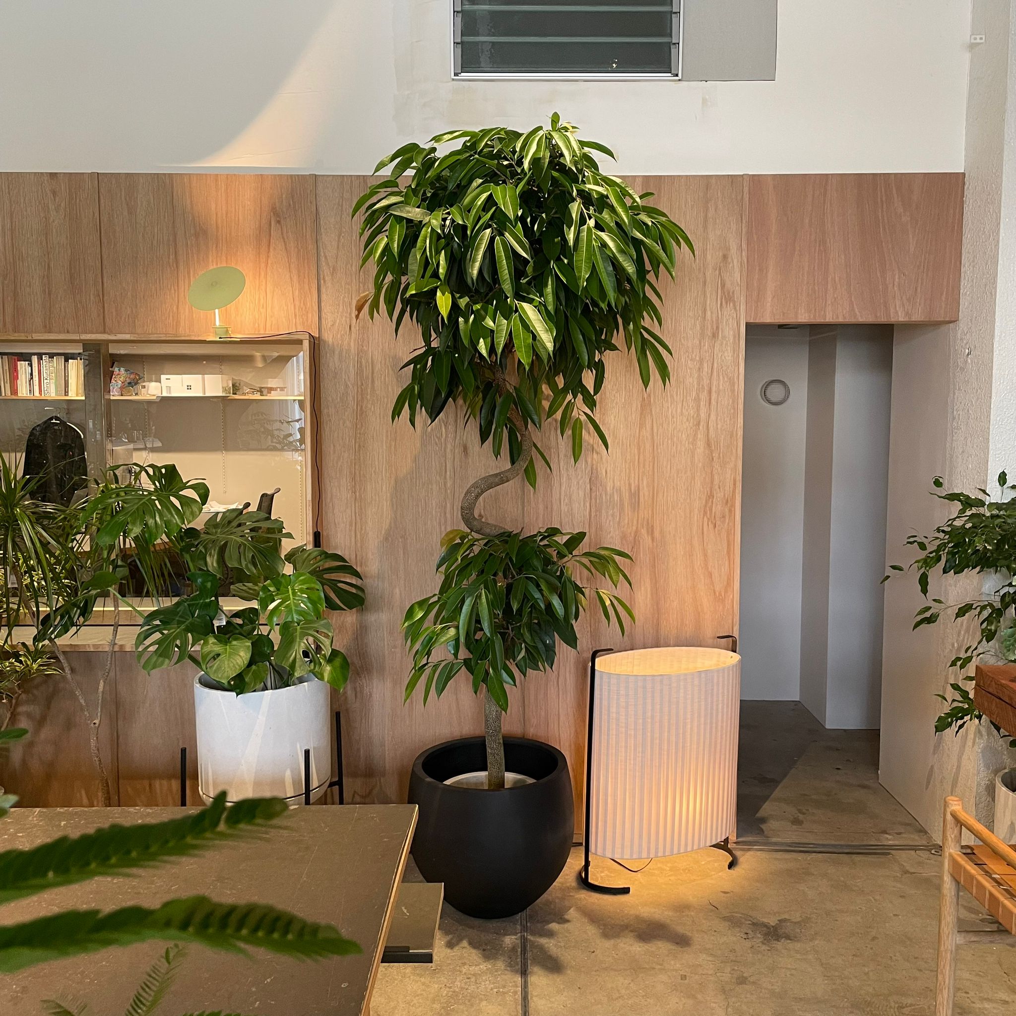 フィカス・アムステルキング I インドアプランツ I プラントソサエティ