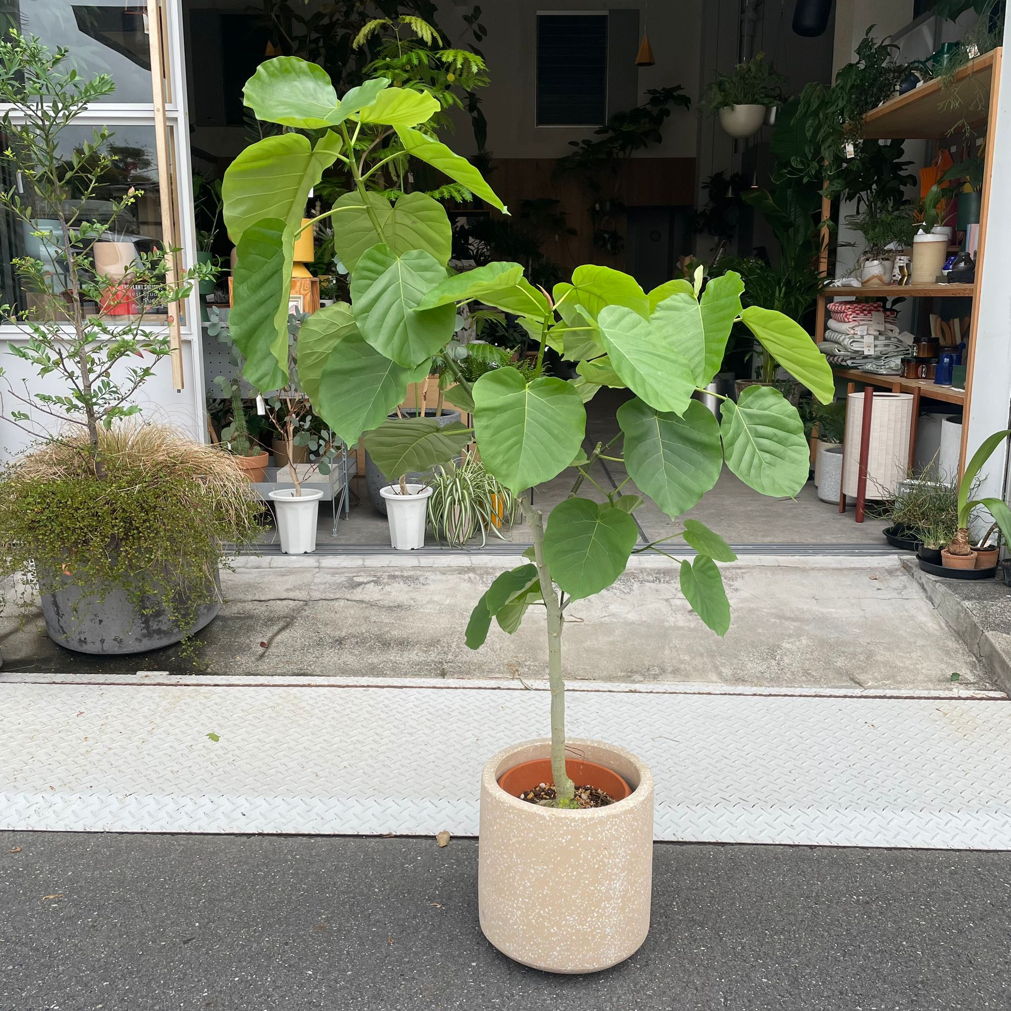 フィカス ウンベラータ I インドアプランツ I プラントソサエティ