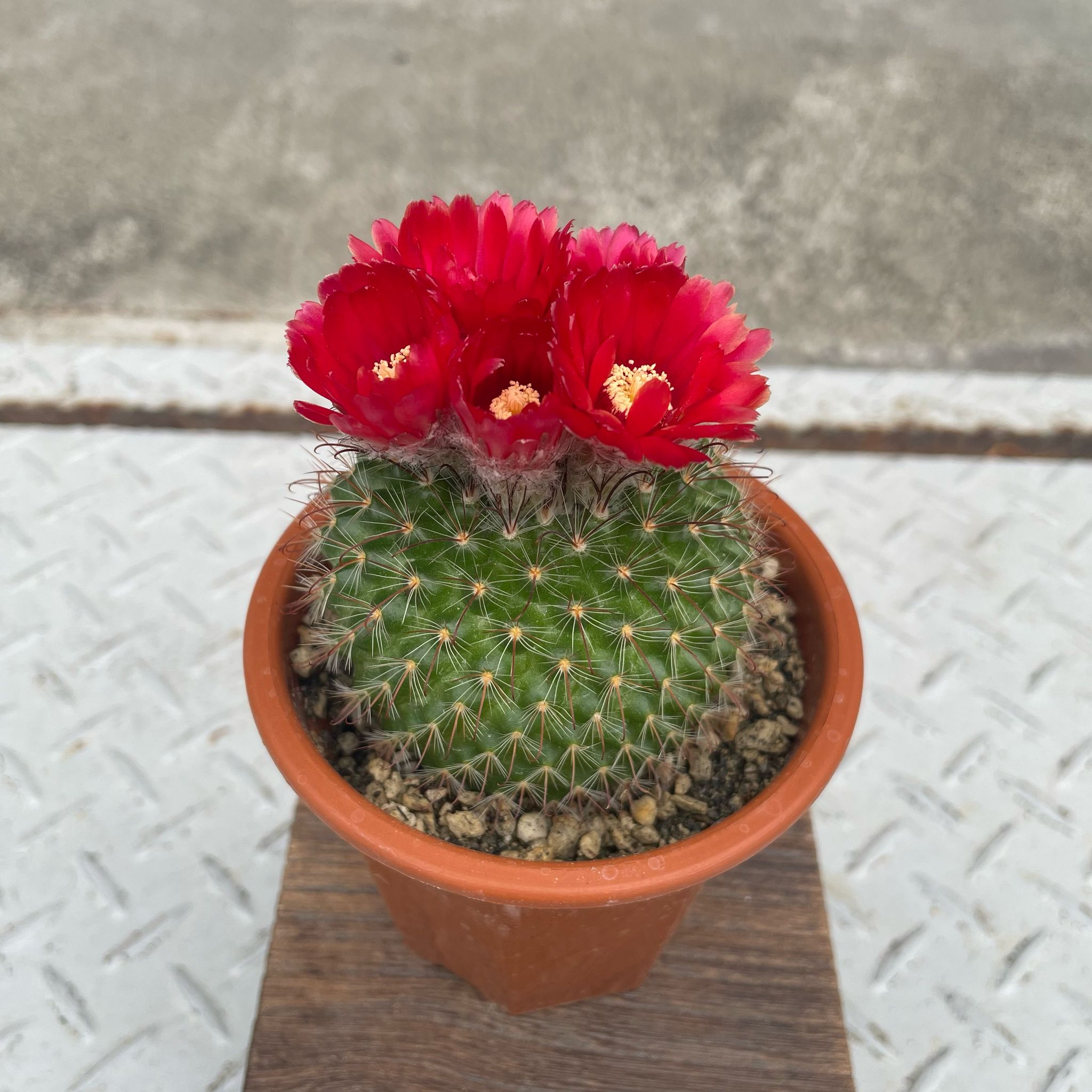 花サボテン I インドアプランツ I プラントソサエティトーキョー