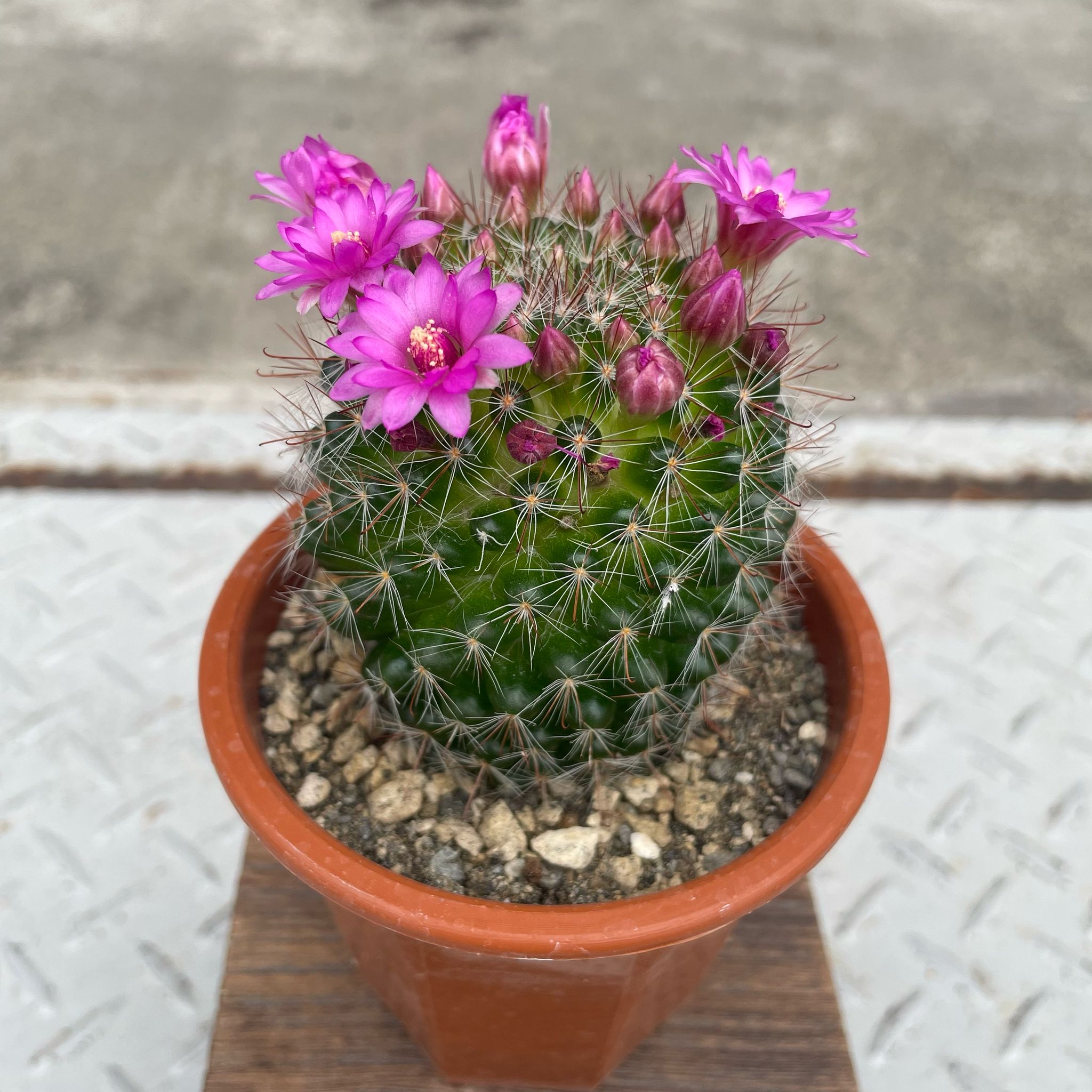 花サボテン I インドアプランツ I プラントソサエティトーキョー