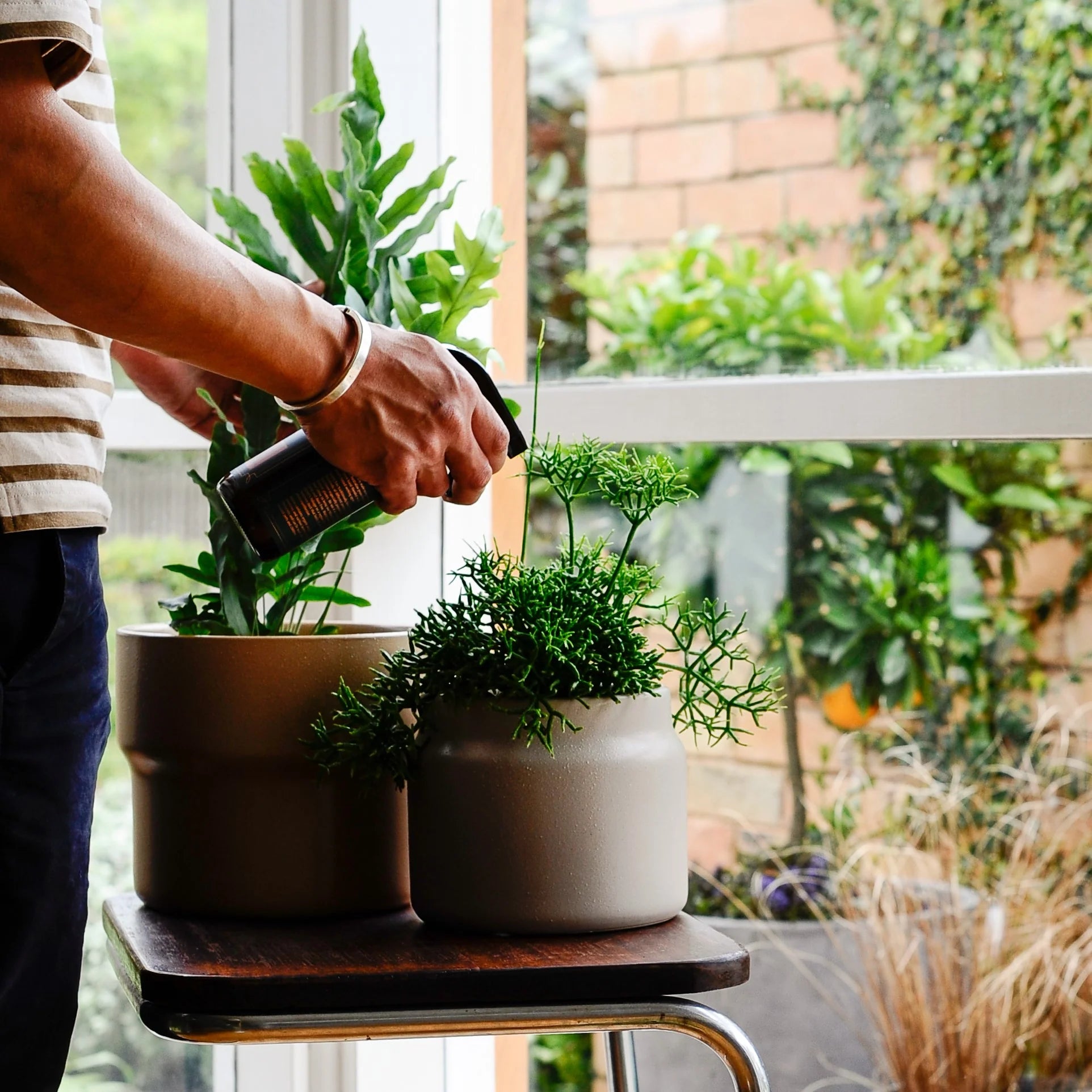 サボテン I インドアプランツ I プラントソサエティトーキョーフラッグ