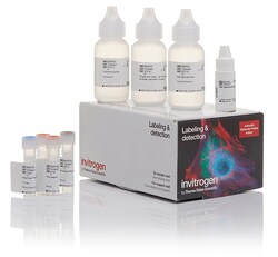 Alexa Fluor™ 488 Tyramide SuperBoost™ Kit, goat anti-rabbit IgG
