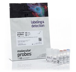 Click-iT™ Plus Alexa Fluor™ 488 Picolyl Azide Toolkit 1 kit