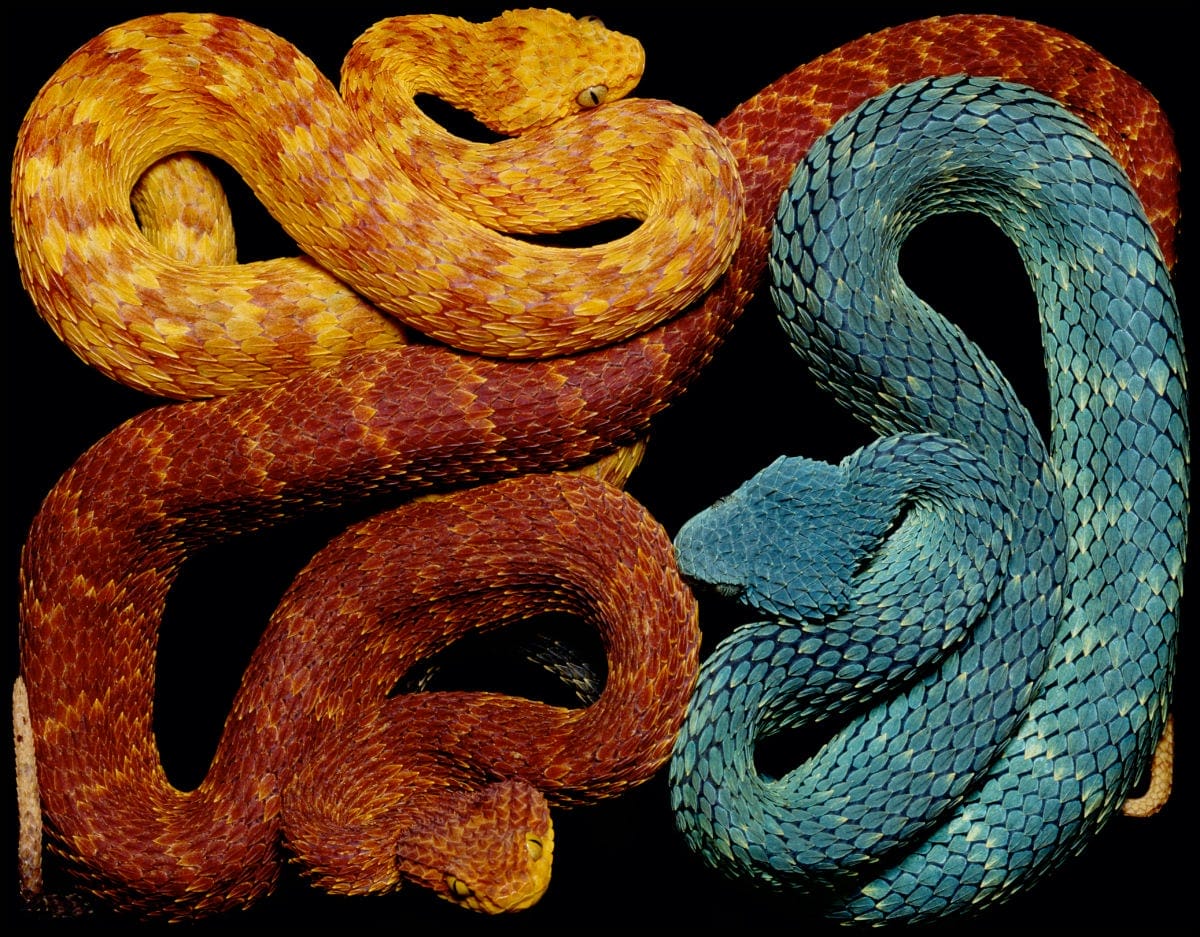 Rectangular Black Boxes Enclose Coiling Serpents in Guido