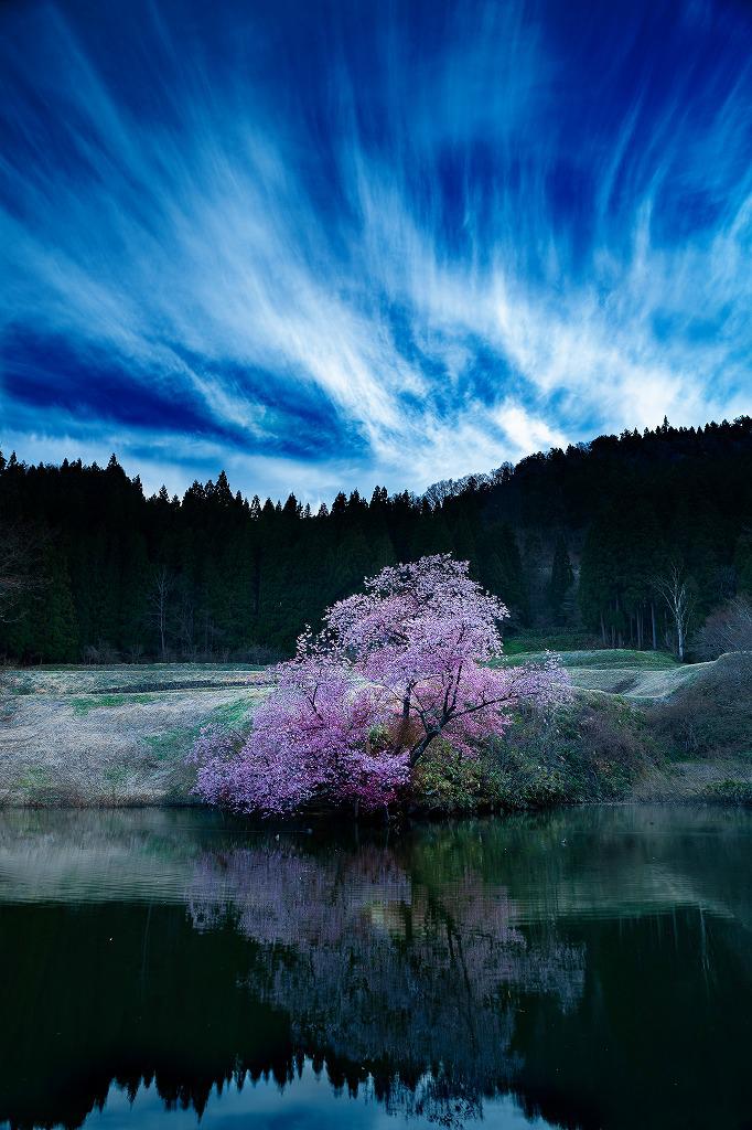 沼ノ平の鏡桜 - ふくしまの旅
