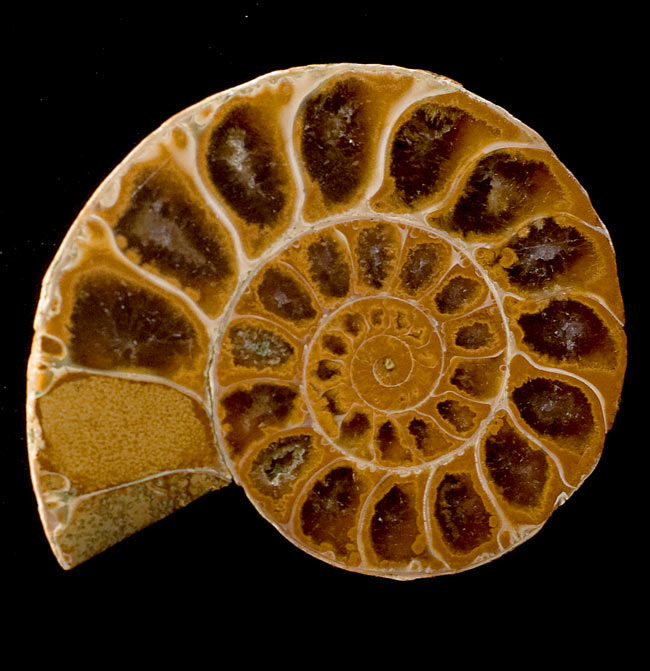 1点もの】アンモナイトの化石 の通販 - TIRAKITA.COM