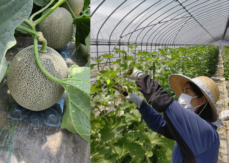 電解水素水で育てた草津メロン」が今年も販売されます！ - 日本トリム