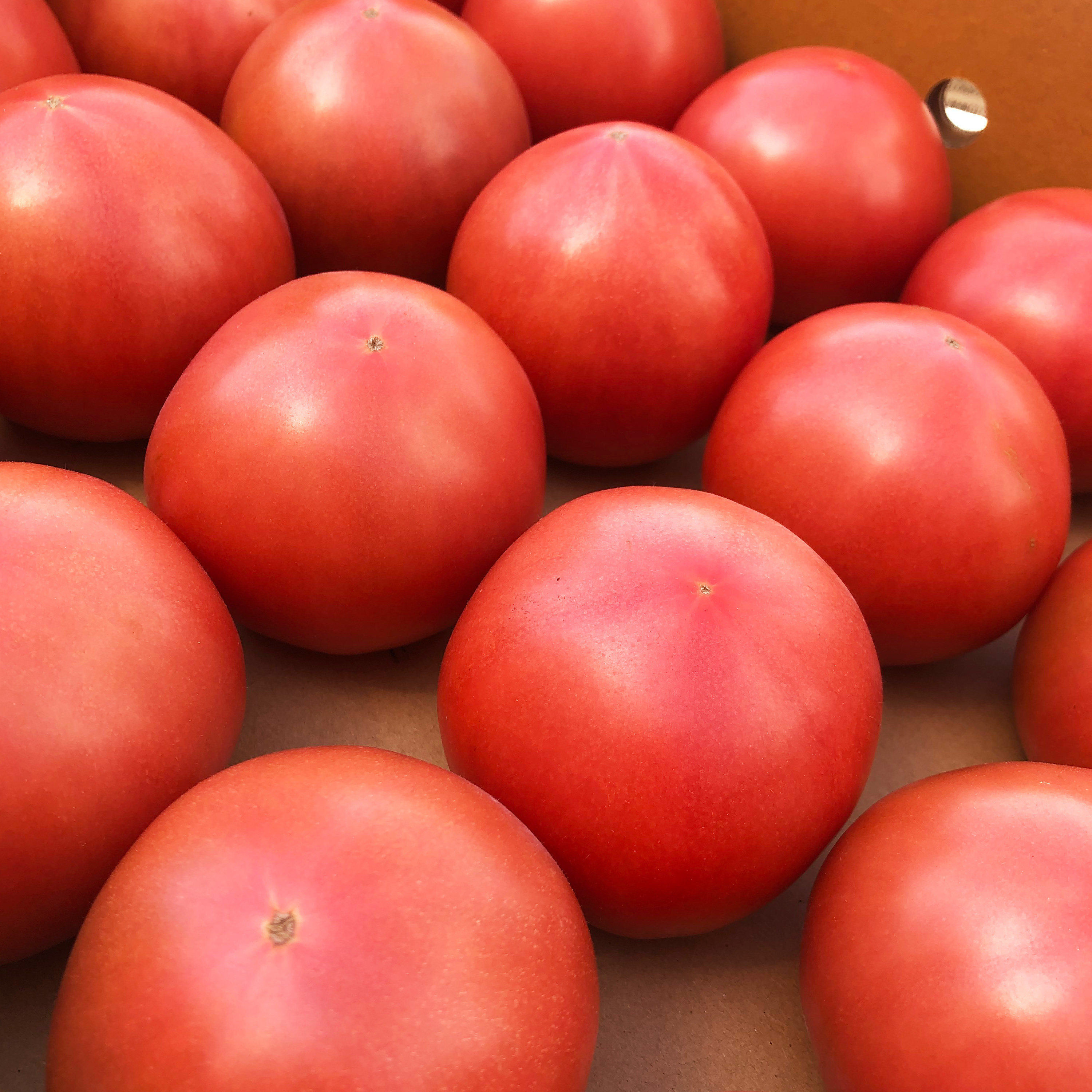 完熟トマト ／ さわやかな酸味とほんのりとした甘さ【通販】 - つねマル園