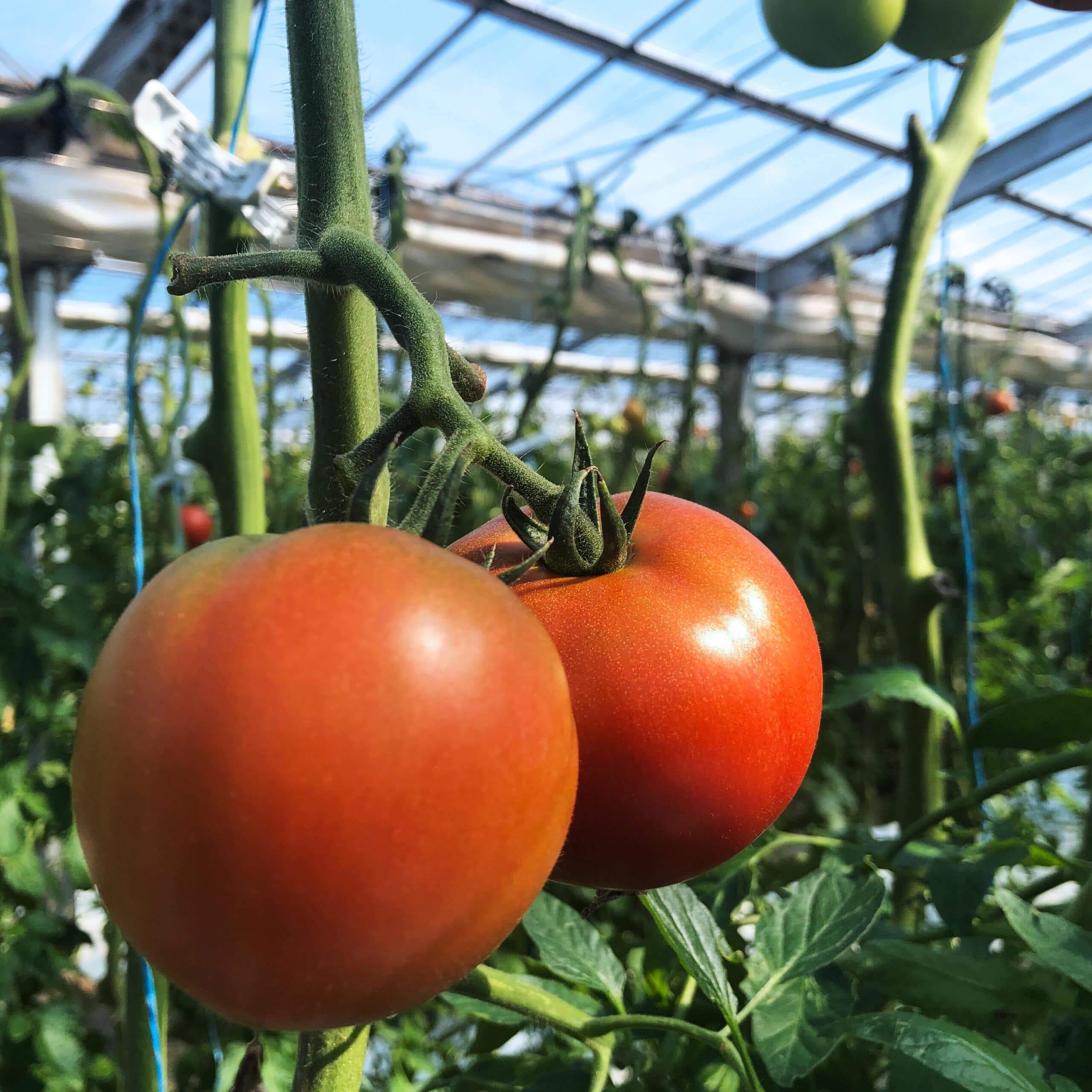 完熟トマト ／ さわやかな酸味とほんのりとした甘さ【通販】 - つねマル園