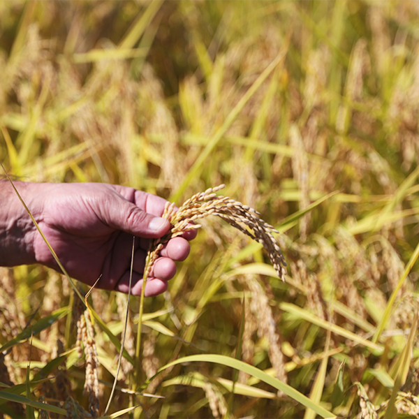 東北どまんなか(八重樫哲哉)さんの岩手県北上市産ミルキークイーン