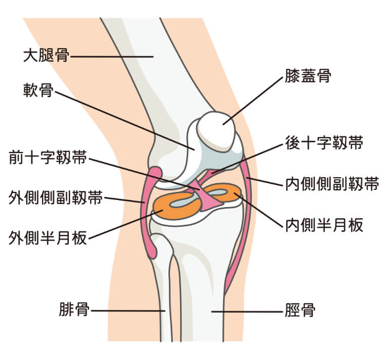 膝の靭帯損傷でも歩ける？症状や検査、診断方法について医師が詳しく解説。