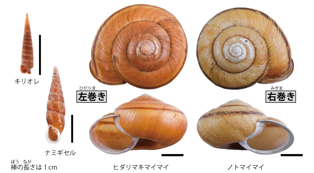 No.541 貝の右巻き・左巻き｜富山市科学博物館 Toyama Science Museum