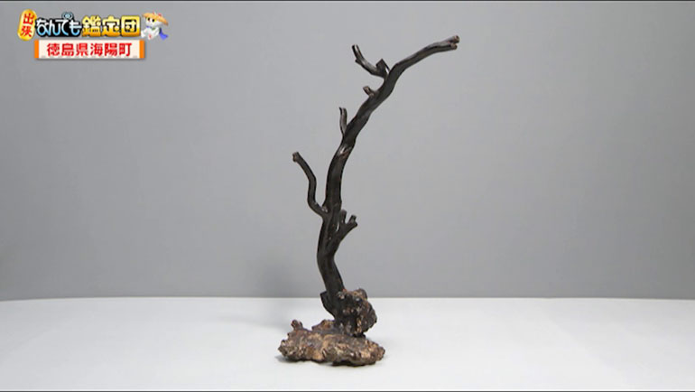 深海黒サンゴ｜開運！なんでも鑑定団｜テレビ東京